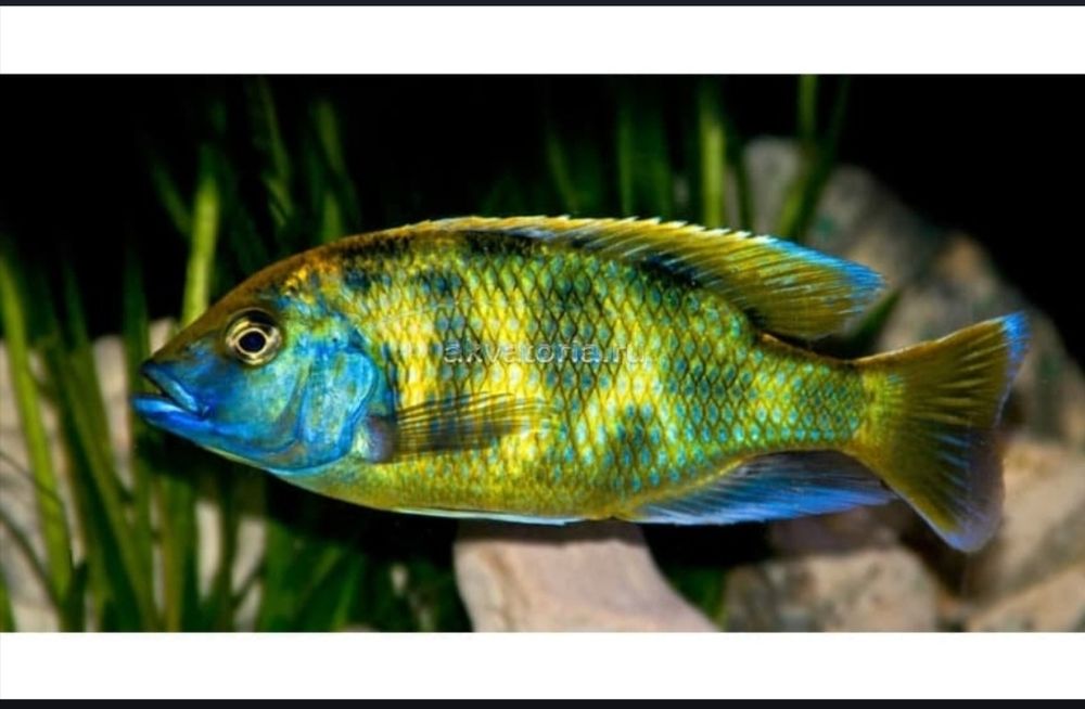 Рыбки для акварюма