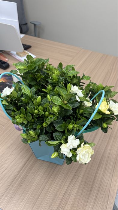 Продам букет цветов