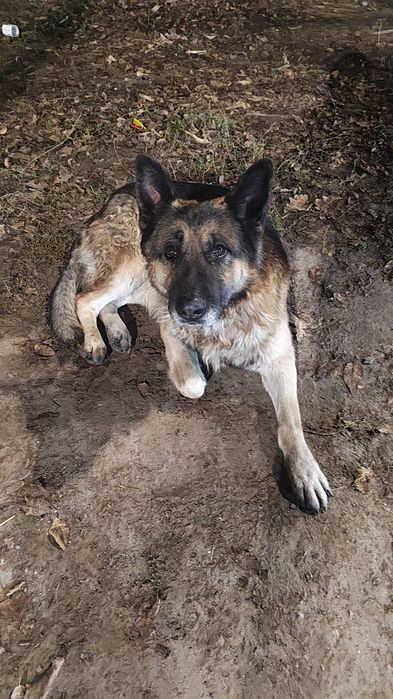 Найдена собака овчарка