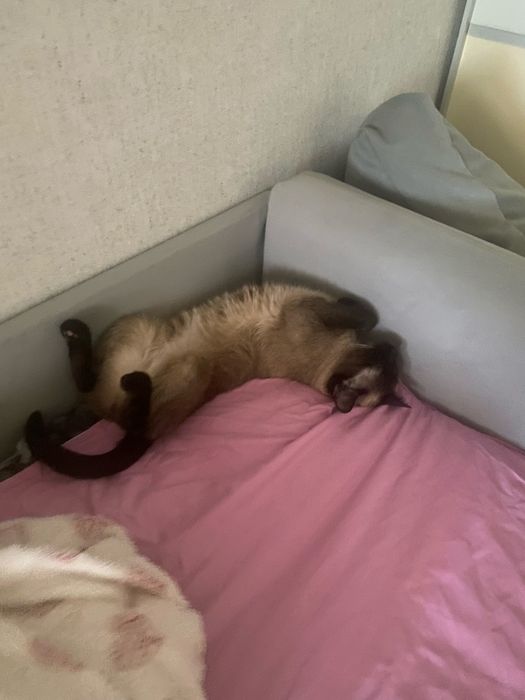Отдам кошку в хорошие руки