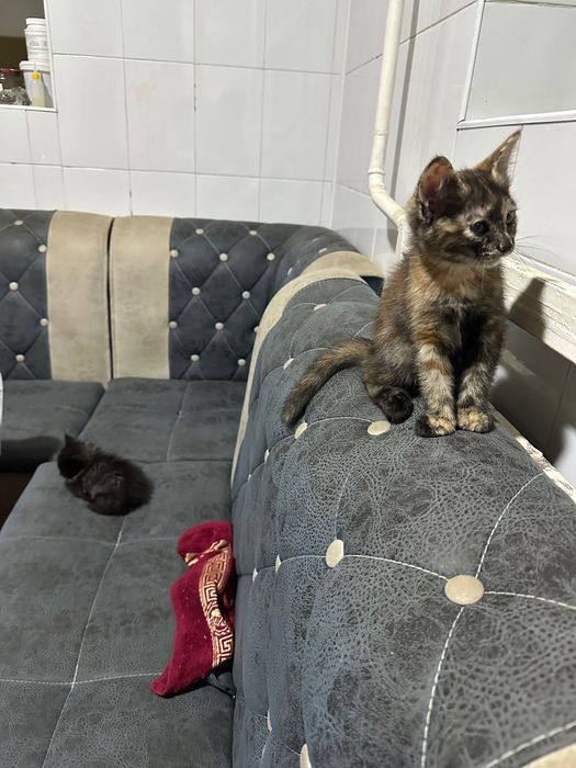 Кошечка, турецкая ангора