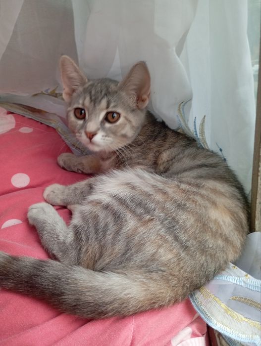 Отдам бесплатно котят