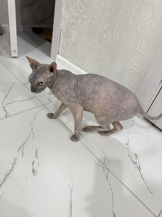 Нужен кот на вязку сфинкс,девочке 7 лет