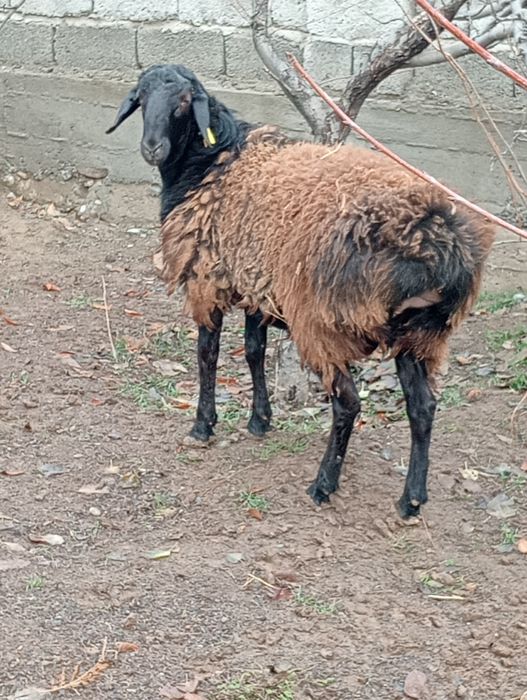 Бараны кой кошкар