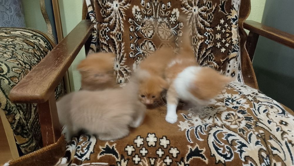 Отдам котят бесплатно