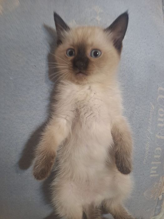 Сиямиский мушукчалар сотилади