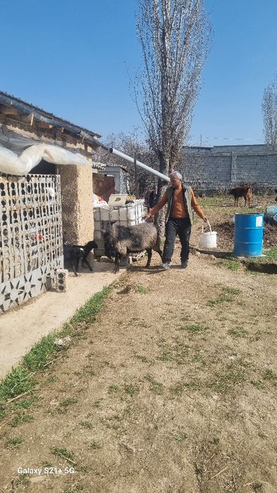 Романов зотли кучкор сотилади,6 милион