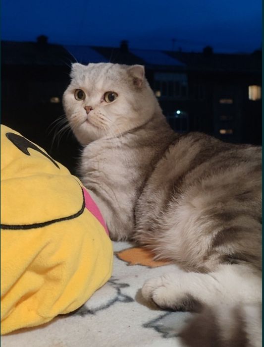 Кот для вязки. Скоттиш фолд.