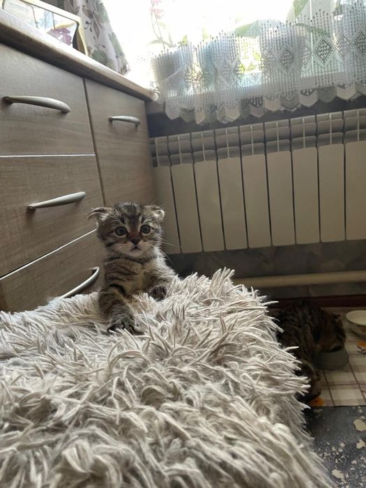Котята бесплатно