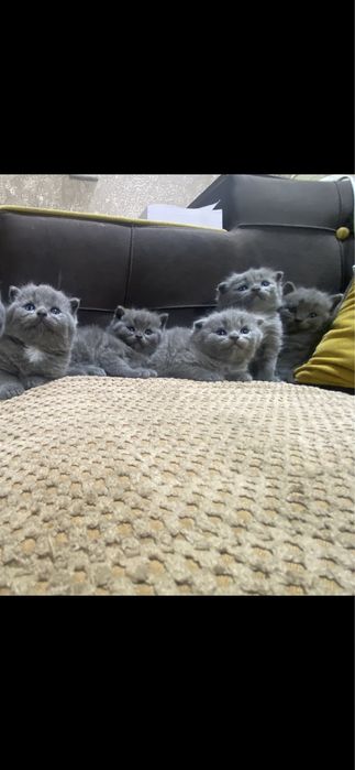 Продам вислоухих котят!тм 1 месяц