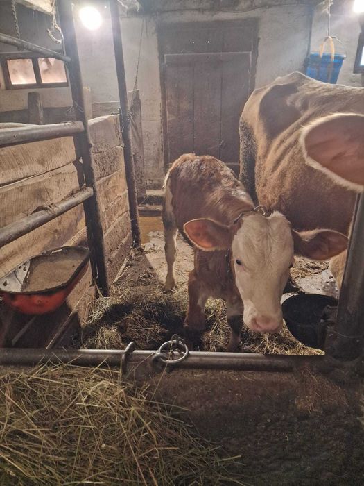 Vând vițel baltat mascul de 9 săptămâni, 120kg