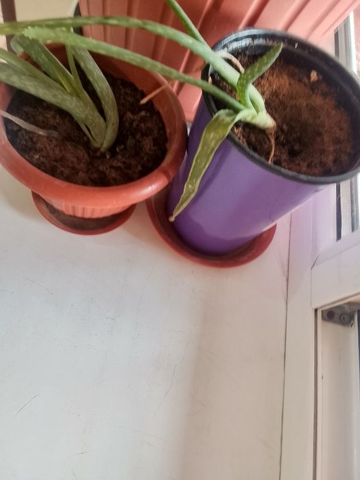 Продам комнатные цветы