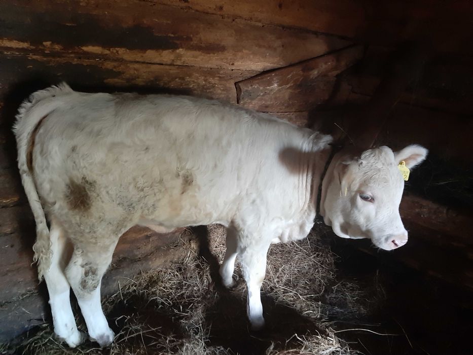 De vânzare  o vițea bălțată românească de 3 luni