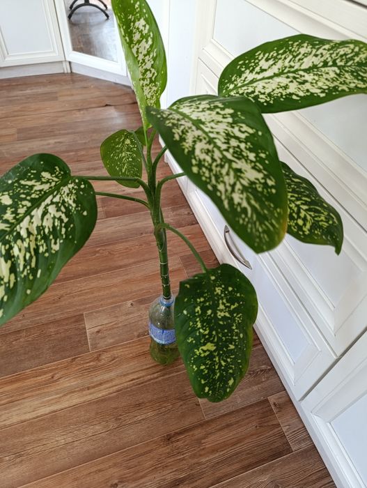 Обмен диффенбахия