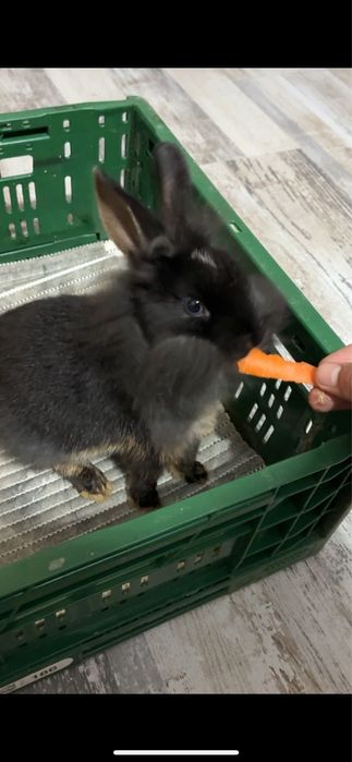 Iepure pitic(Cap de leu)+Cuscă+paie si mancare