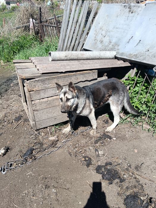 Продам восточно- европейскую овчарку