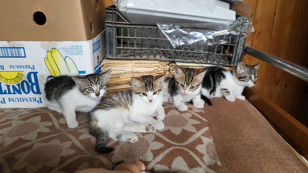Подаряваме малки котенца