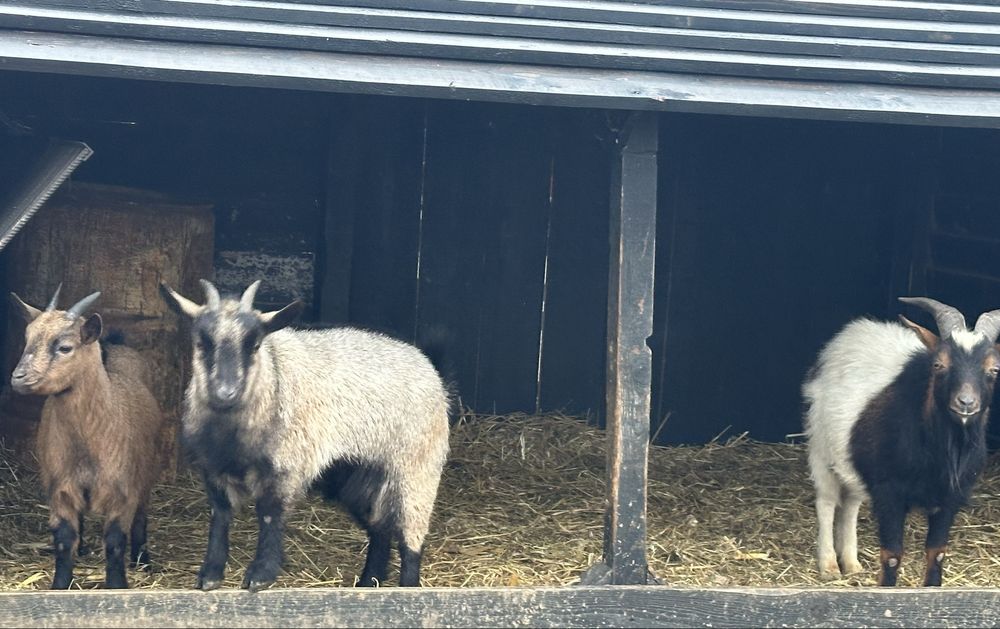 Vând capre pitice – 2 femele + 1 mascul