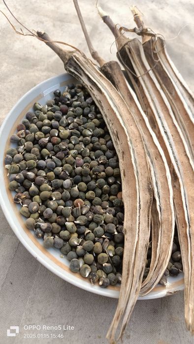 Продам семена бамии