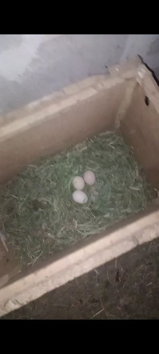 Продам курей и петуха.