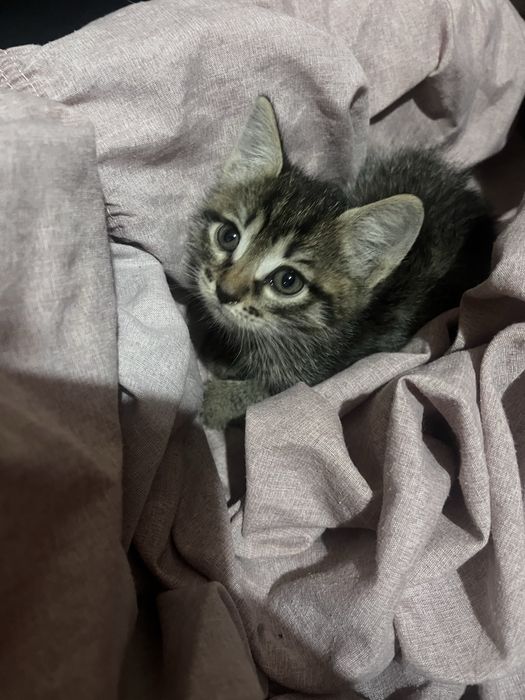 котёнок отдам в добрые руки