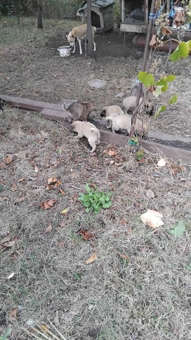 Donez cățeluși de o lună