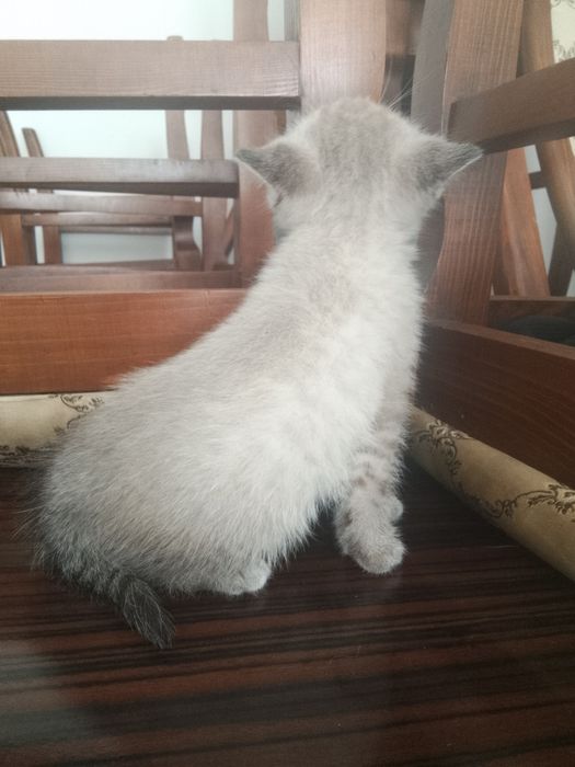 Сиамский котёнок, 2 месяца