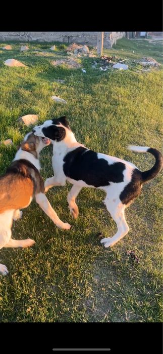 Собака алабай на продаже