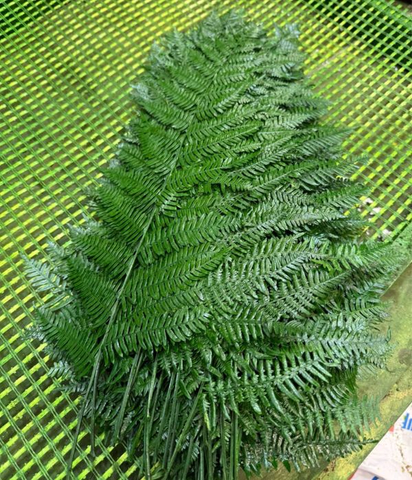 Стабилизированные растения в декоре