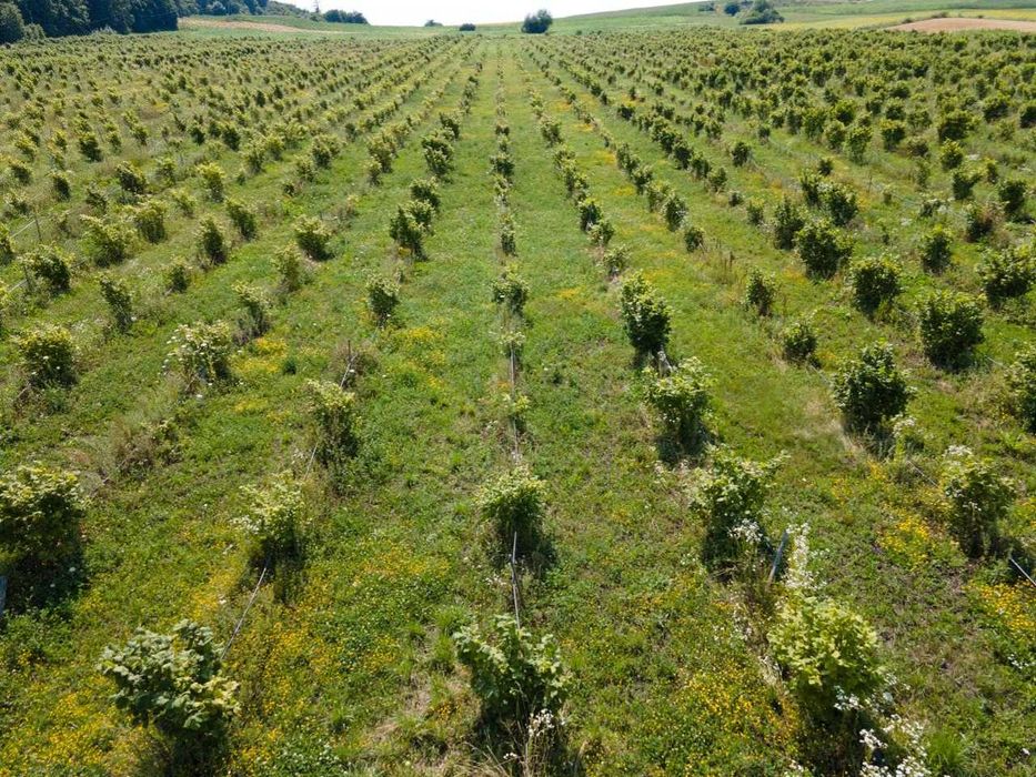 Plantatie Alun Frata Cluj 700.000 €€