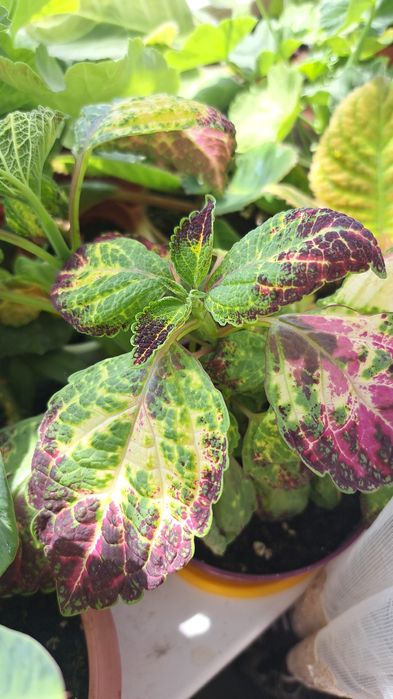 Продам комнат. Цветы