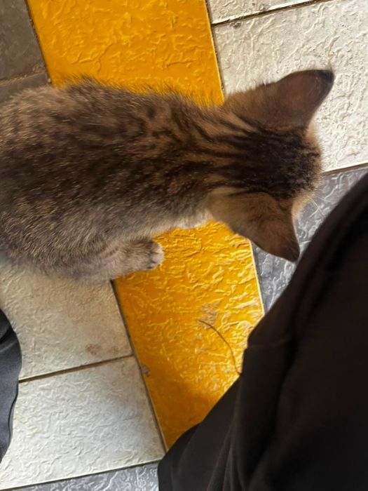 Отдам котенка в хорошие руки