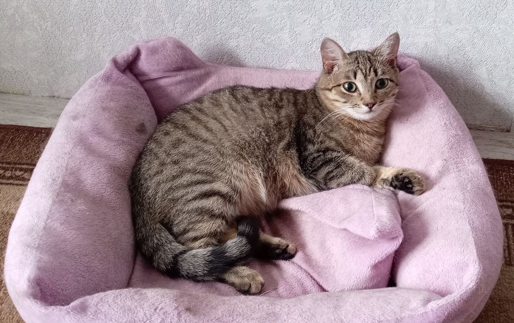 Отдам кошечку в добрые руки