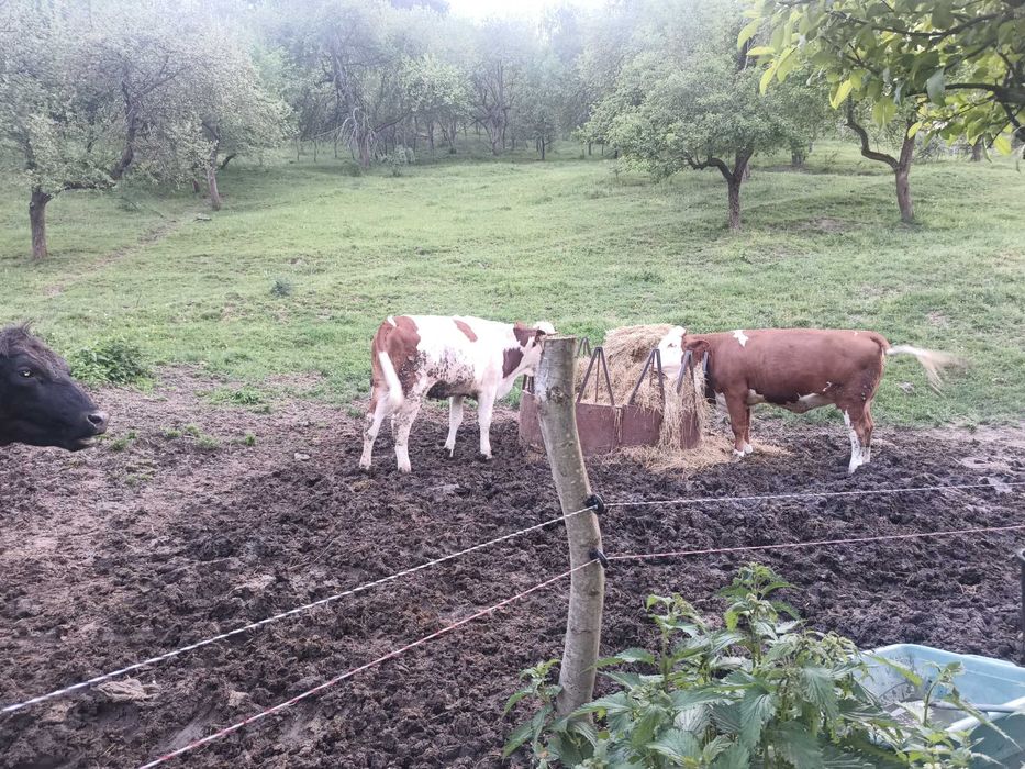 Vand juninca gestanta in 8 luni si o juninca fătată