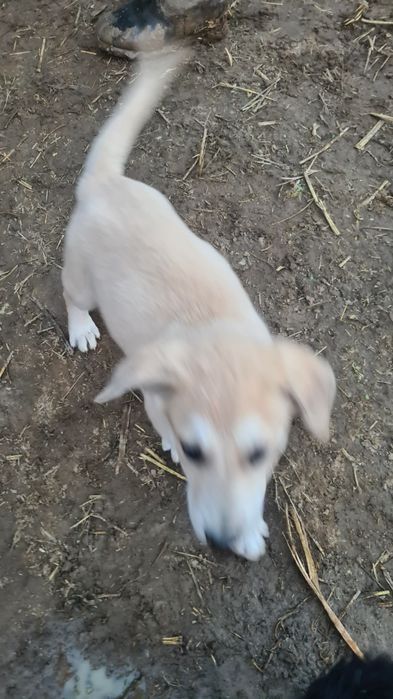 Күшік сатылады тазы