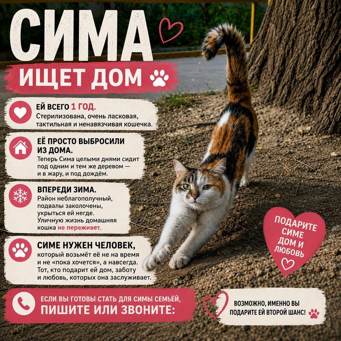 Молодая кошечка в добрые руки.