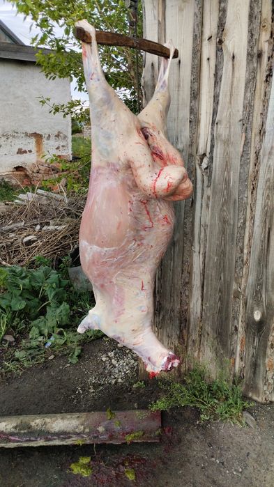 Продам молодых баран