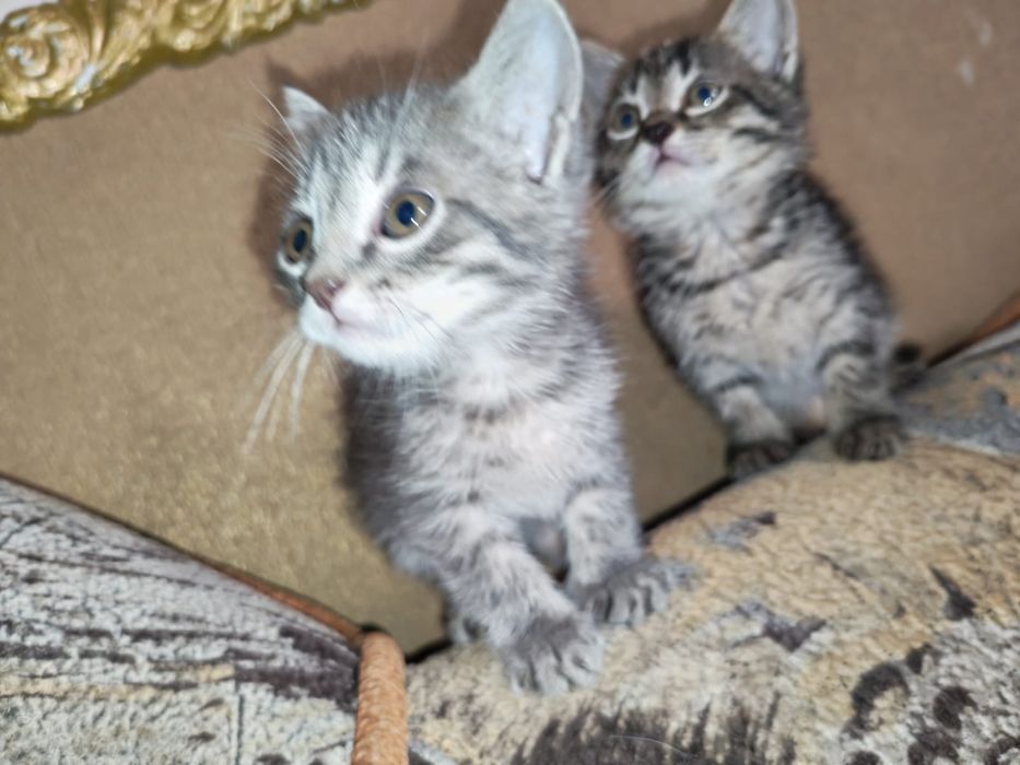 Девчушки котятки