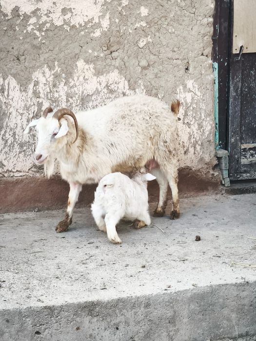 Ешкі сатылады ырғач лағымен