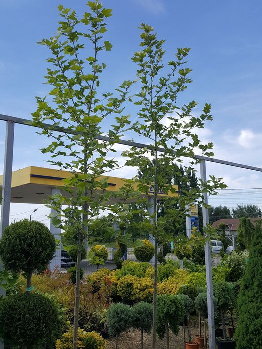 Vând Paltan plante naturale