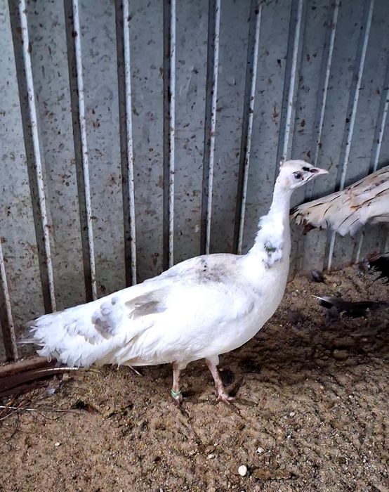 Femela matură de paun Silver Pied-Dark  !