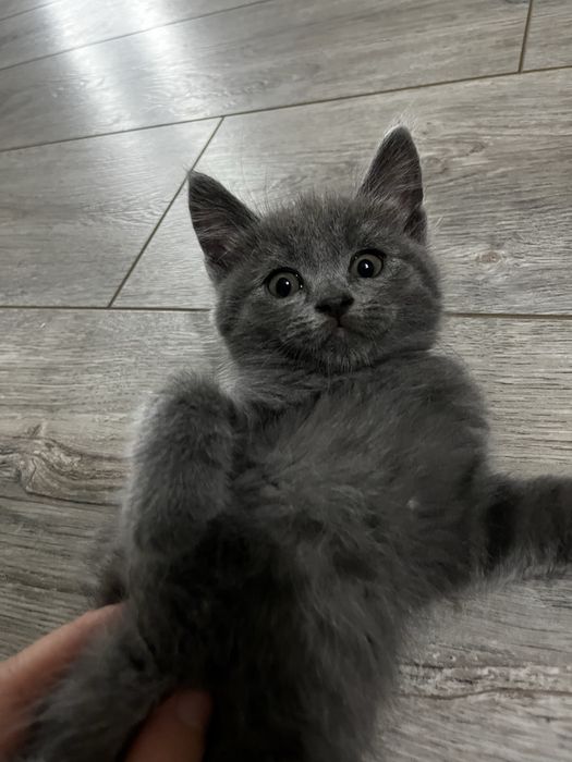 продам шотландских котят