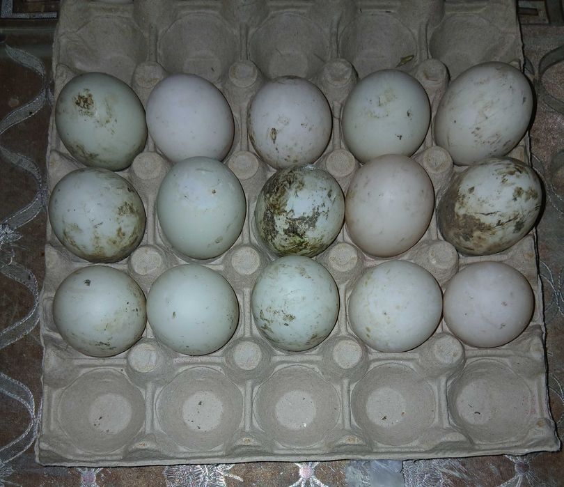 Ouă fertile de  Rațe Alergătoare  Indiene pentru incubat