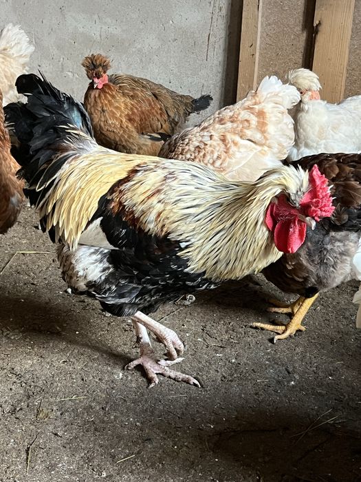 Cocos ameraucana sau moțat