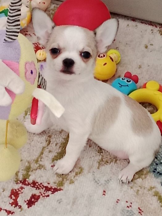 Щенок Чихуахуа -девочка.