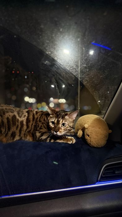 Продам Бенгальского кота