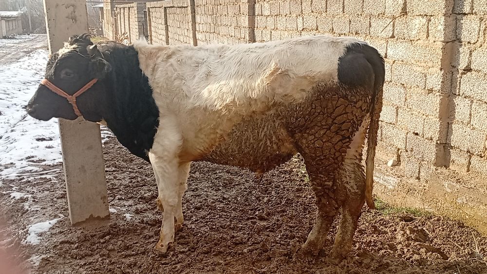 Boqma buqacha sotiladi sogʻlom uyda boqilvotgan