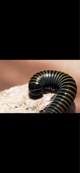 Кивсяк- многоножка