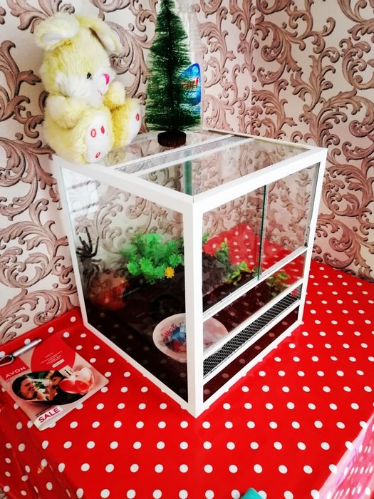 Птицеед Lisiodora Parahibana.