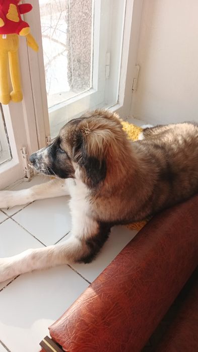 Щенок 4 месяца,в добрые руки